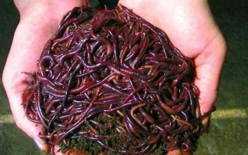 earthworms sarta pamakéan maranéhanana pikeun enlargement sirit