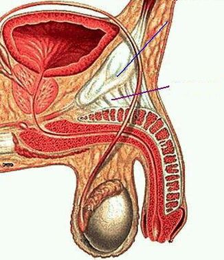 anatomi anggota lalaki